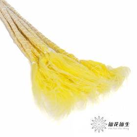 荷兰花材 | 针茅嫩黄色