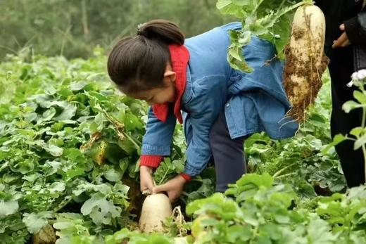 【智行研学】11月16日“秋风起，菱角香”研学活动 商品图4