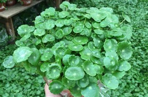 铜钱草（10根装） 商品图1