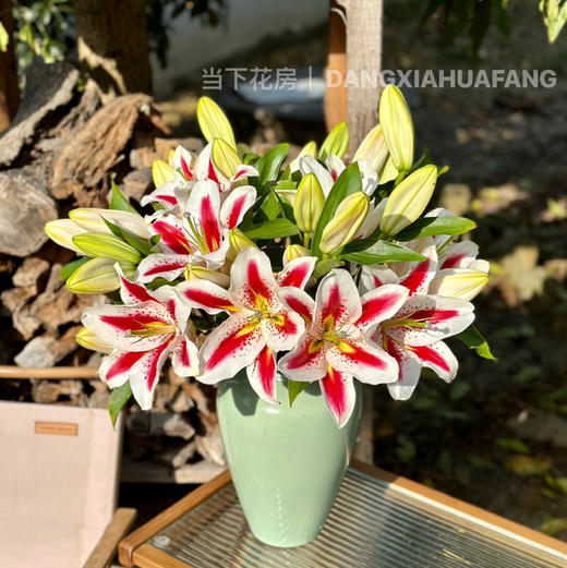 【笑脸香水百合】3头3支9朵/份 商品图0