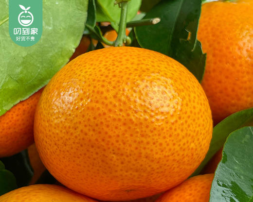 云南金秋砂糖橘/1份（1kg±50g） 商品图3