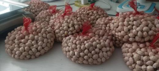 【优质鲜白果:两斤的包邮】 商品图5