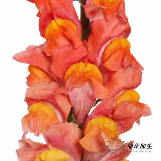 配花 | 金鱼草橙 商品图0