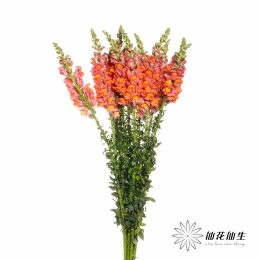 配花 | 金鱼草橙 商品图1