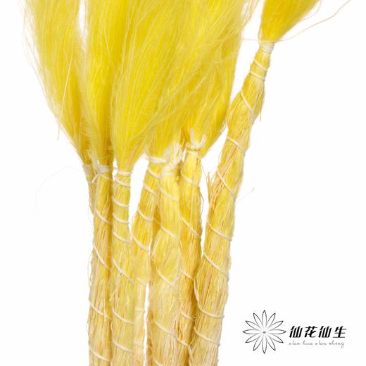 荷兰花材 | 针茅嫩黄色 商品图1