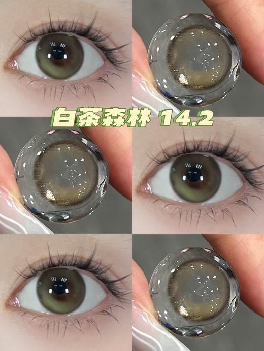 CN花花兔半年抛--白茶森林 商品图1