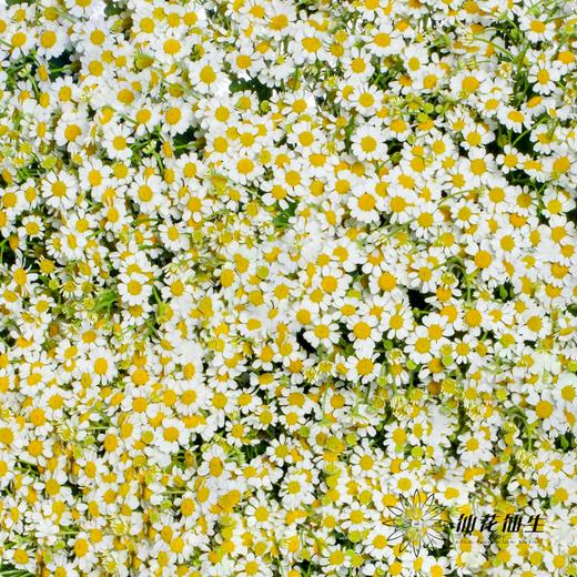 配花 | 洋甘菊 商品图2