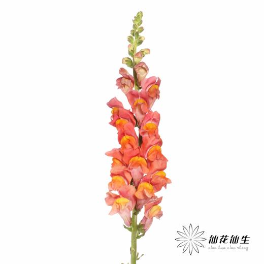 配花 | 金鱼草橙 商品图4