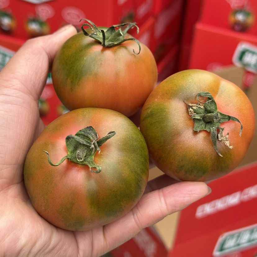 盘锦碱地西红柿