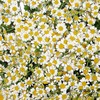配花 | 洋甘菊 商品缩略图4
