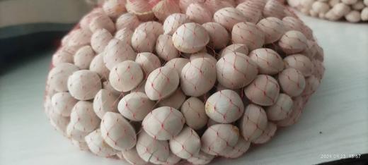 【优质鲜白果:两斤的包邮】 商品图4