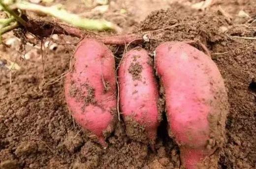 【智行研学】11月16日“秋风起，菱角香”研学活动 商品图5