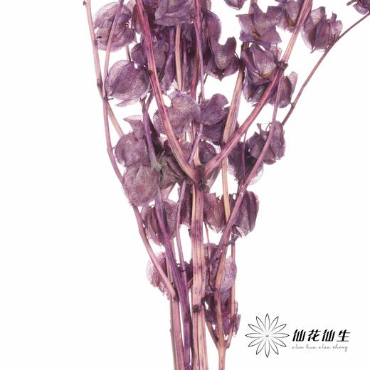 永生花材 | 灯笼果紫色 商品图2