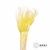 荷兰花材 | 针茅嫩黄色 商品缩略图3