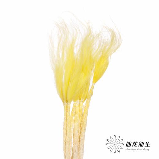荷兰花材 | 针茅嫩黄色 商品图3
