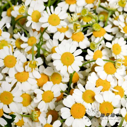 配花 | 洋甘菊 商品图0