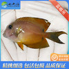 蓝眼吊Ctenochaetus binotatus 商品缩略图1