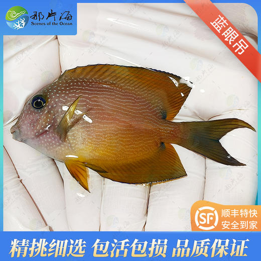 蓝眼吊Ctenochaetus binotatus 商品图1
