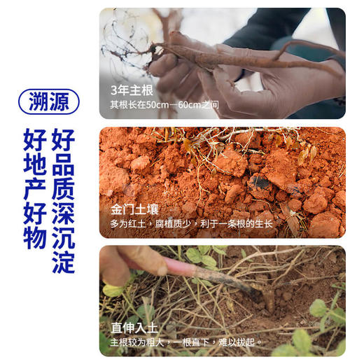 DR.JOU森田金门一条根老姜滚珠EX50g加强版 商品图3