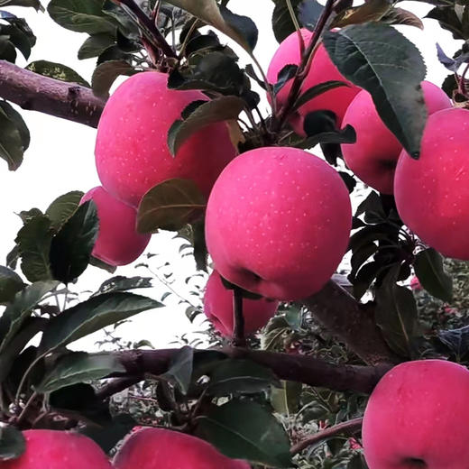 甘肃静宁红富士苹果，荣获多年土壤保健示范园荣誉！ 商品图4