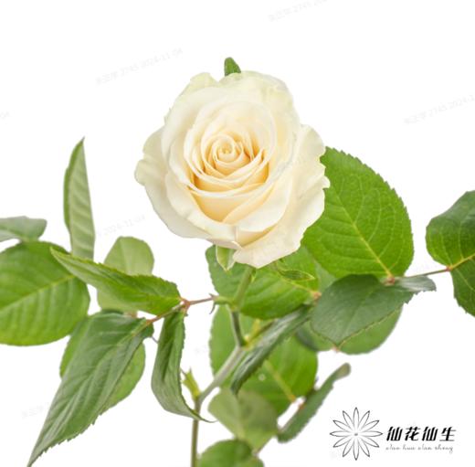 逸禾单头玫瑰 | 白蒙代尔 商品图2