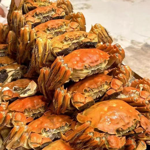 苏州正宗阳澄湖大闸蟹·防伪蟹扣脚标·全国包顺丰空运包鲜活 商品图2