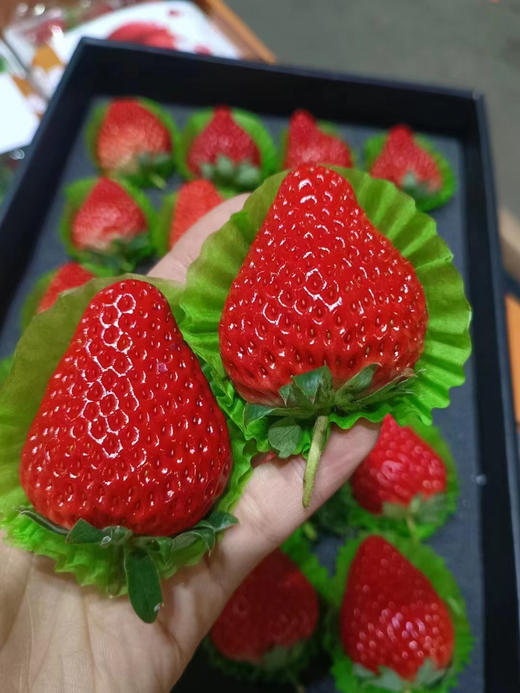 第7年＃有机基地丹东红颜久久，国内仅有的出口有机种植基地，新加坡同步上架，色泽艳丽，口感清甜，草莓味浓郁，优秀的草莓 商品图1