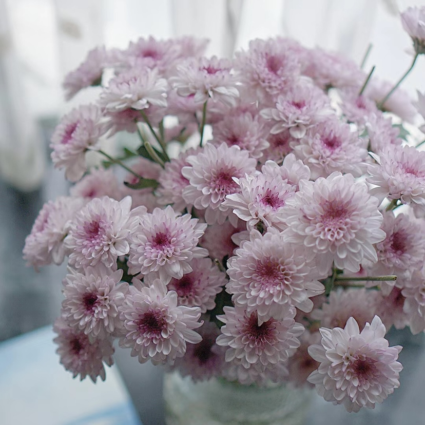 【AB级粉丹特小雏菊】5支/份