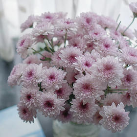 【AB级粉丹特小雏菊】5支/份