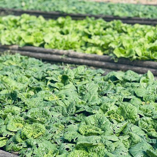 黄心乌菜  (500g)|情圆自产|绿色鲜嫩，清新爽脆 商品图2