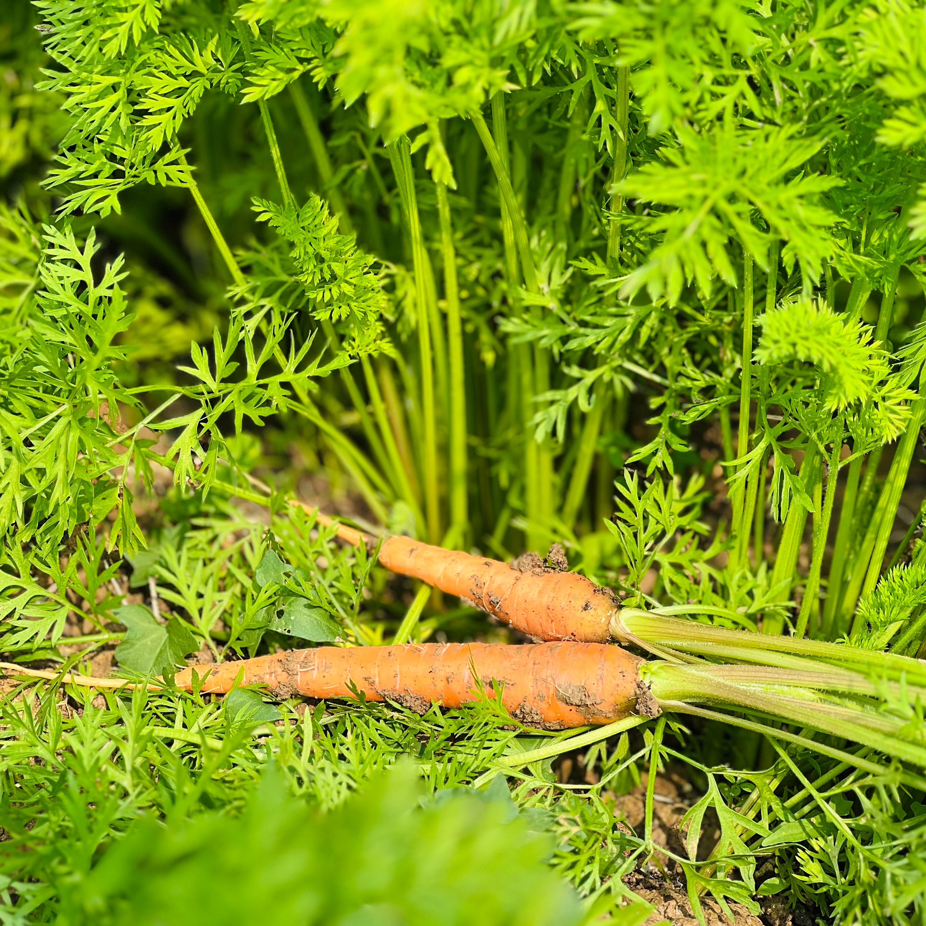 胡萝卜（500g）|情圆自产|口感脆甜|新鲜可口