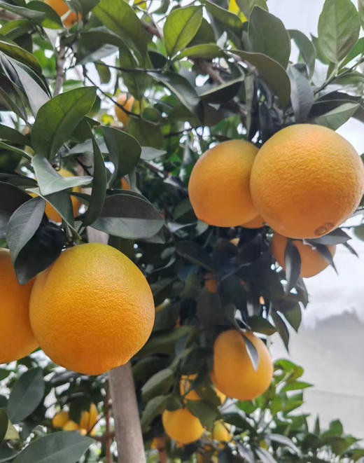 带叶鲜摘，完美酸甜比！【赣南脐橙】核心产区 柔嫩化渣  顺丰/京东发货 商品图3