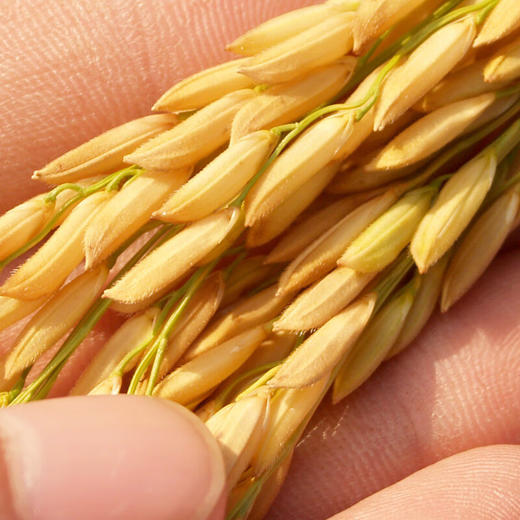 米妹妹东北软香米1kg 商品图4