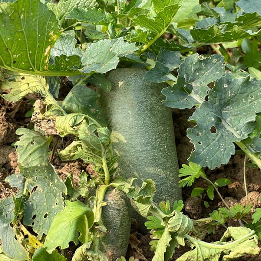 青萝卜（500g） |情圆自产|虽小很脆|虽土很鲜 商品图2