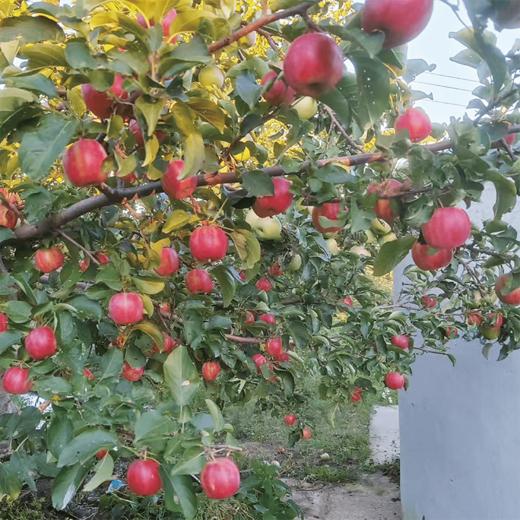 【同行精选】内蒙古沙漠有机苹果 生态种植 自然生长不套袋  口感丰富 持久回味（生鲜不易保存，下单后注意物流信息和电话，及时取件） 商品图4