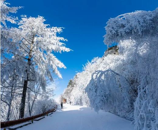 「限定神农架」南方滑雪性价比之王，2大雪场玩转单/双板，探访“原住民”野生金丝猴，出入无人之境！ 商品图0