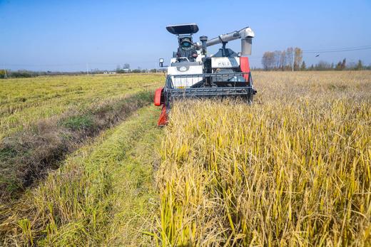 良食本事有机长粒香米 5斤 商品图2