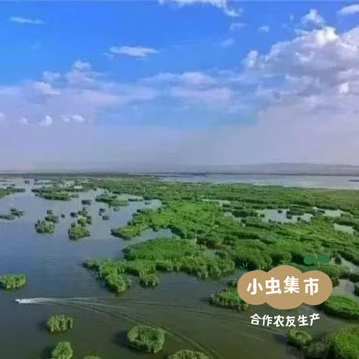 新疆有机翠玉白菜 8斤±200g | 合作农友生产，新疆、成都、深圳多仓发货，生产者：王忠军 *【公平贸易农人定价】 商品图8