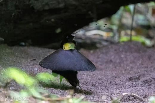 【拍鸟专线】印尼西巴布亚天堂鸟10天摄影团 商品图1