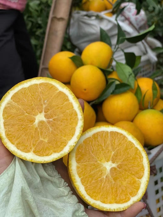 带叶鲜摘，完美酸甜比！【赣南脐橙】核心产区 柔嫩化渣  顺丰/京东发货 商品图1