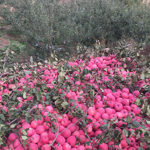 甘肃静宁红富士苹果，荣获多年土壤保健示范园荣誉！ 商品图6