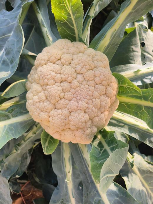 鸿翠园 有机花菜 商品图2