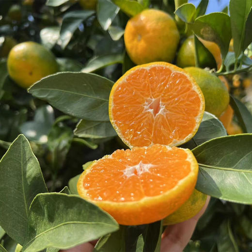 毫无保留的涌泉蜜橘，皮薄如纸，甜不设防 蜜橘
比起搬运工，我们更像是践行者，把正宗产地的涌泉蜜橘搬出大山，让您能真正体验最初的味道 商品图1