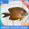 蓝眼吊Ctenochaetus binotatus 商品缩略图0
