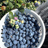 『云南花香25号蓝莓』抚仙湖露天种植，细嫩爽口，富含花青素 商品缩略图9