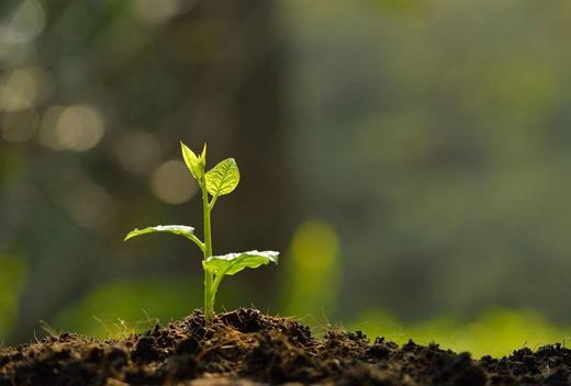 第三方检测机构|土壤检测，取样500g 商品图0