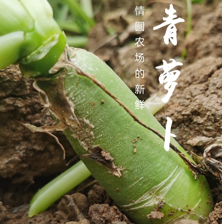 青萝卜（500g） |情圆自产|虽小很脆|虽土很鲜