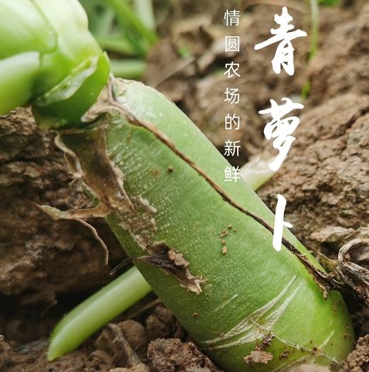 青萝卜（500g） |情圆自产|虽小很脆|虽土很鲜 商品图0