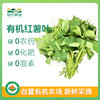 有机红薯叶500克 商品缩略图0