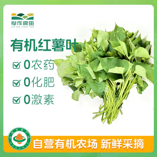 有机红薯叶500克 商品图0